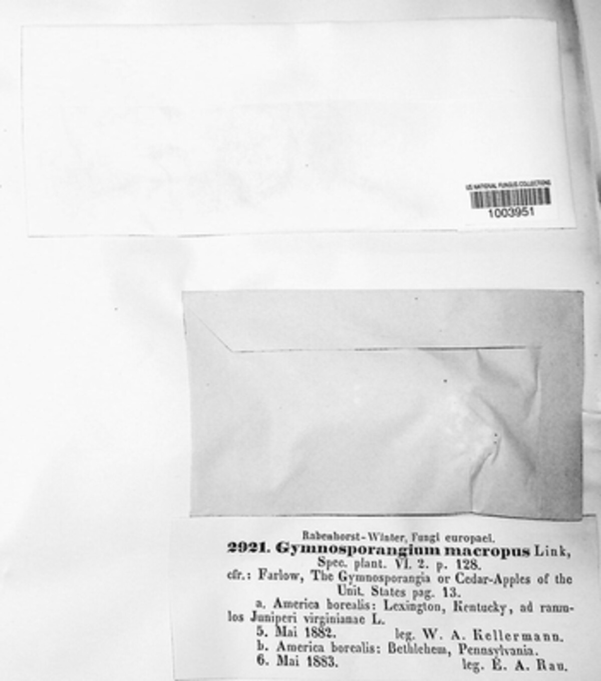 Gymnosporangium juniperi-virginianae image